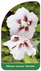 Hibiscus syriacus 'Hamabo'