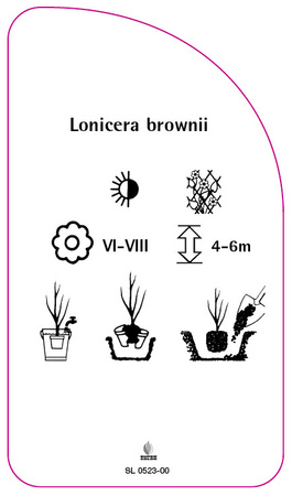 Lonicera brownii
