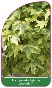 Acer pseudoplatanus ,Leopoldii'