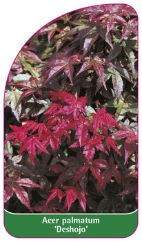 Acer palmatum 'Deshojo'