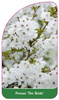 Prunus 'The Bride'