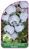 Vaccinium corymbosum 'Berkley'