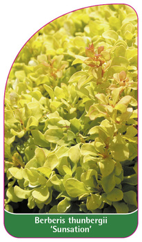 Berberis thunbergii 'Sunsation'