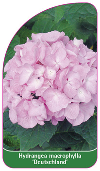 Hydrangea macrophylla 'Deutschland'