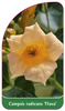Campsis radicans 'Flava'