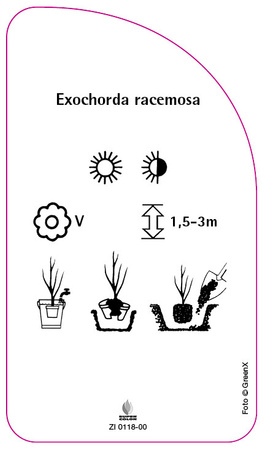 Exochorda racemosa