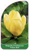 Magnolia brooklynensis 'Yellow Bird'