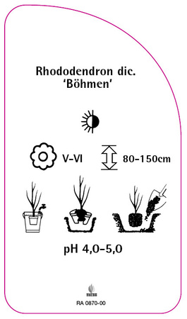 Rhododendron dichroanthum 'Böhmen'