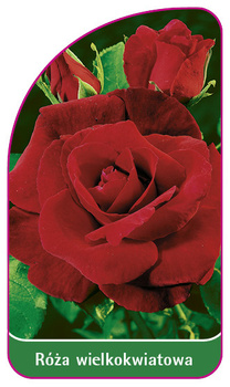 Róza wielkokwiatowa Nr. 208 B
