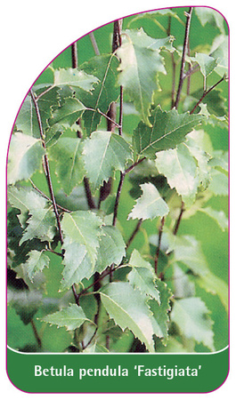 Betula pendula 'Fastigiata'