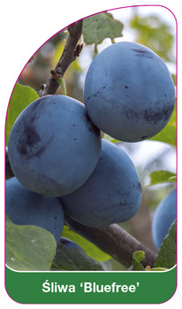 Sliwa 'Bluefree'