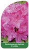 Rhododendron-Hybride 'Cynthia'