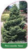 Picea omorika 'Nana'