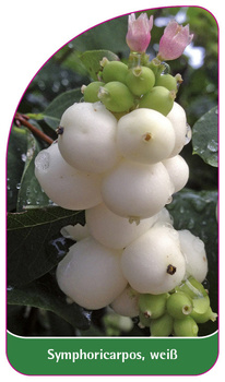 Symphoricarpos, weiß