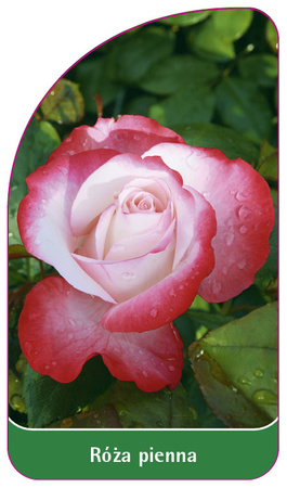Róza pienna Nr. 71