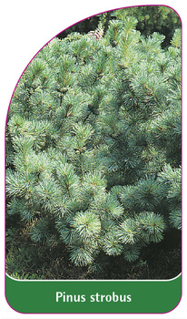 Pinus strobus