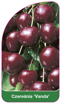 Czereśnia 'Vanda'