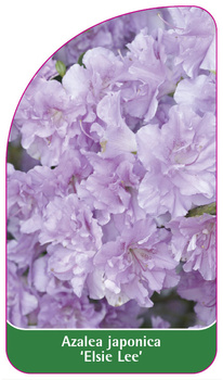 Azalea japonica 'Elsie Lee'