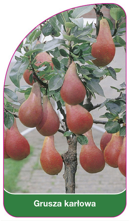 Grusza karlowa