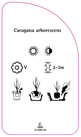 Caragana arborescens