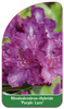 Rhododendron-Hybride 'Purple Lace'
