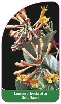Lonicera hockrottii 'Goldflame'
