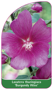 Laventera thuringiaca 'Burgundy Wine'