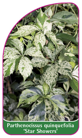 Parthenoccissus quinquefolia 'Star Showers'