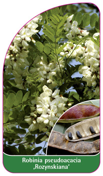 Robinia pseudoacacia ,Rozynskiana'