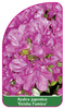 Azalea japonica 'Geisha Fumico'