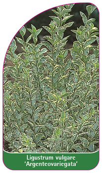 Ligustrum vulgare 'Argenteovariegata'