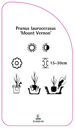 Prunus laurocerasus 'Mount Vernon'
