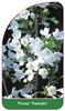 Prunus 'Yamadei'