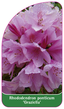 Rhododendron ponticum 'Graziella'
