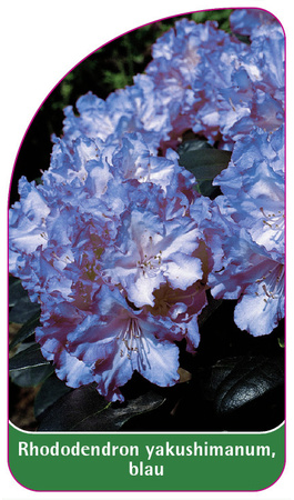Rhododendron yakushimanum, blau