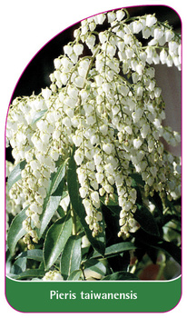 Pieris taiwanensis