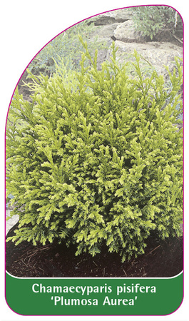 Chamaecyparis pisifera 'Plumosa Aurea'