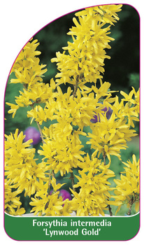 Forsythia intermedia 'Lynwood Gold'