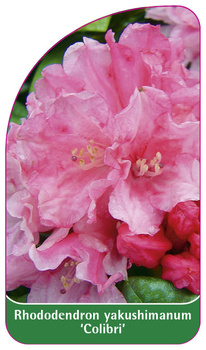 Rhododendron yakushimanum 'Colibri'
