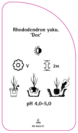Rhododendron yakushimanum 'Doc'