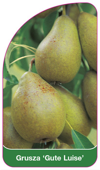 Grusza 'Gute Luise'