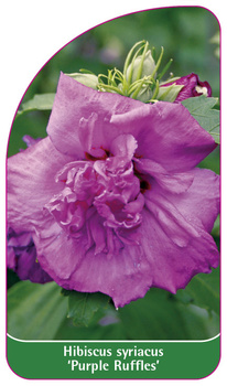 Hibiscus syriacus 'Purple Ruffles'