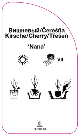 Třešeň 'Nana'