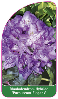 Rhododendron-Hybride 'Purpureum Elegans'