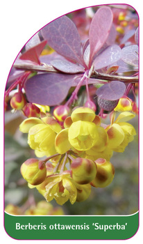 Berberis ottawensis 'Superba'