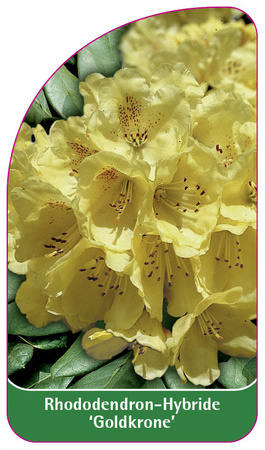 Rhododendron-Hybride 'Goldkrone'