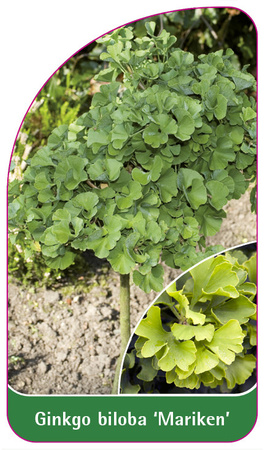 Ginkgo biloba 'Mariken'