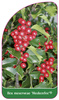 Ilex meserveae 'Heckenfee'