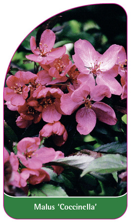 Malus 'Coccinella'