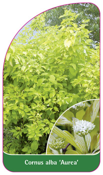 Cornus alba 'Aurea'